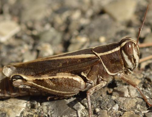 Réf. 255 039 : Calliptamus sp.